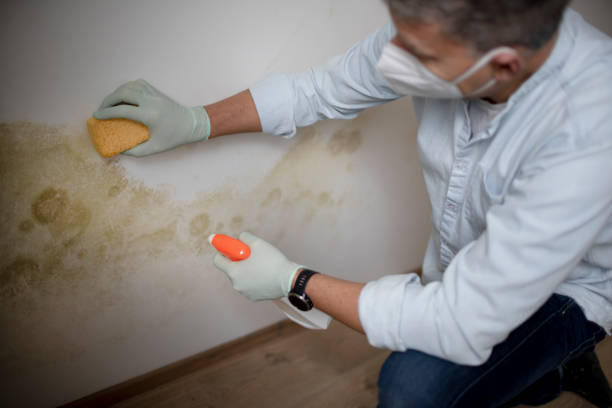 Professional Mold Removal in Lodi, WI