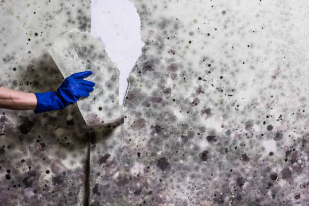 Best Professional Mold Removal  in Lodi, WI